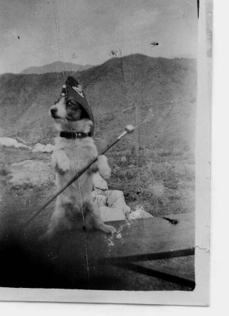 Images/Brown  Dog and cane Haifa.jpg